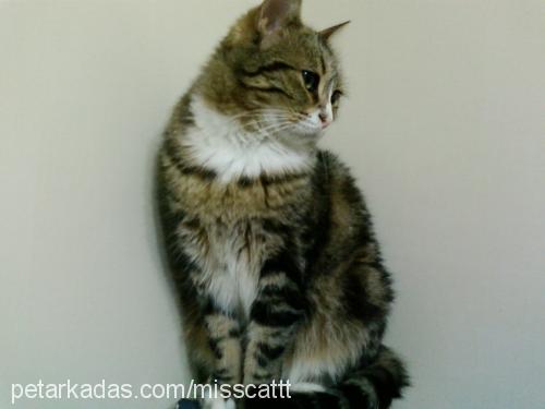 misscat Dişi 