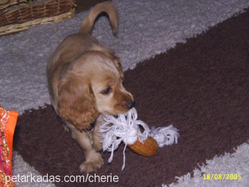 cherie Dişi İngiliz Cocker Spaniel