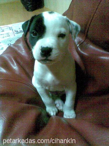 tyson Erkek Amerikan Staffordshire Terrier