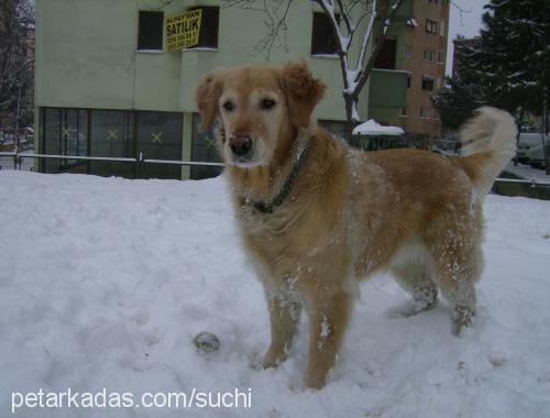 suchi Dişi Golden Retriever