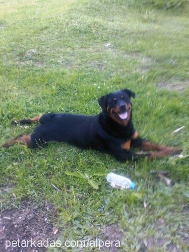 mini Dişi Rottweiler