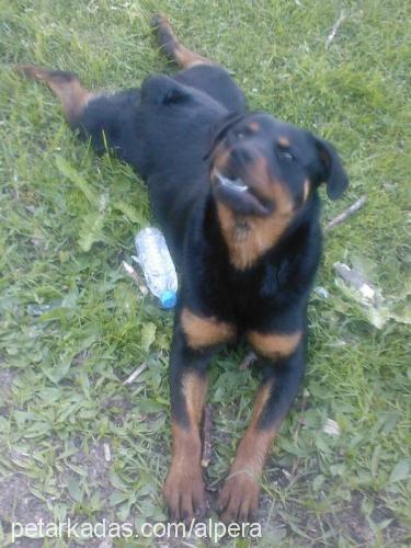 mini Dişi Rottweiler