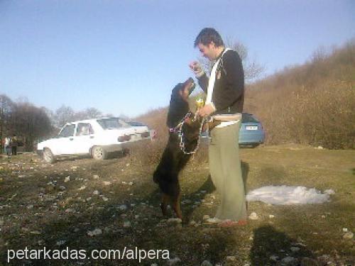 mini Dişi Rottweiler