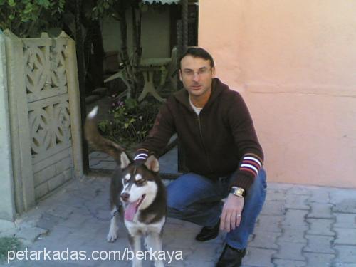 korsan Erkek Sibirya Kurdu (Husky)