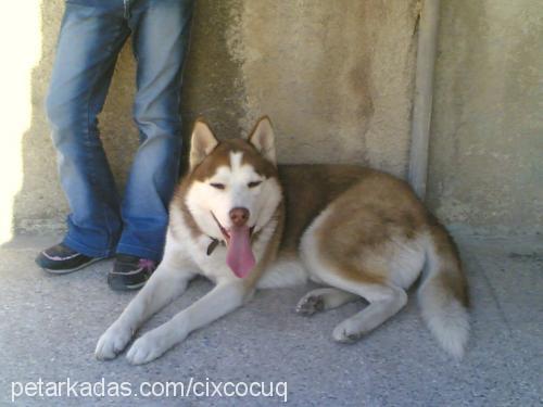 berduŞ Erkek Sibirya Kurdu (Husky)