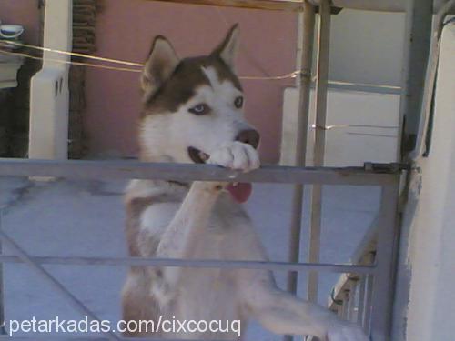 berduŞ Erkek Sibirya Kurdu (Husky)