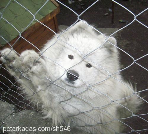 bobo Erkek Samoyed