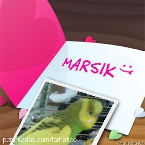 marşıkveşımarık Erkek 