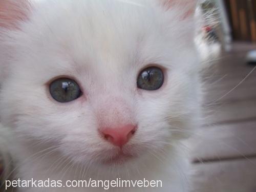 marlİn Erkek Ankara Kedisi (Angora)