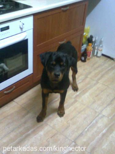 hector Erkek Rottweiler