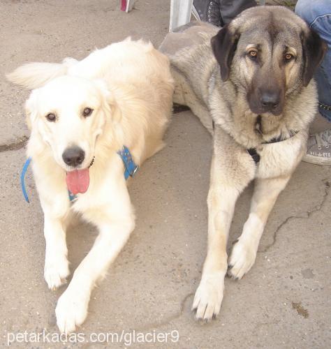 pascal Erkek Golden Retriever