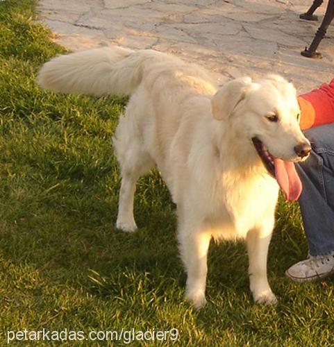 pascal Erkek Golden Retriever