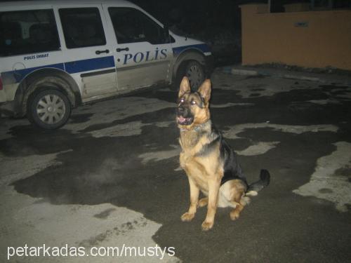 abay Erkek Alman Çoban Köpeği