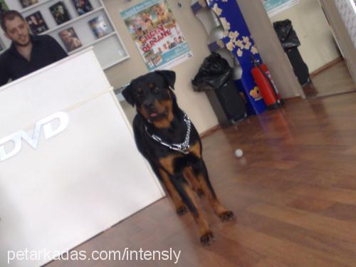 taz Erkek Rottweiler