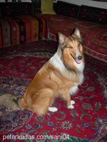 şani Erkek Collie