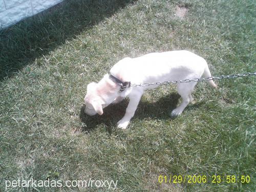 roxy Erkek Labrador Retriever