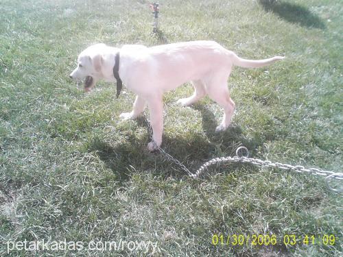 roxy Erkek Labrador Retriever