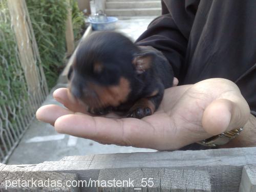 dahakoyamadım Erkek Rottweiler