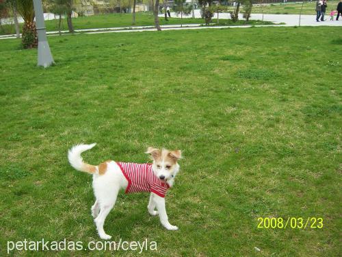 zilli Dişi Jack Russell Terrier