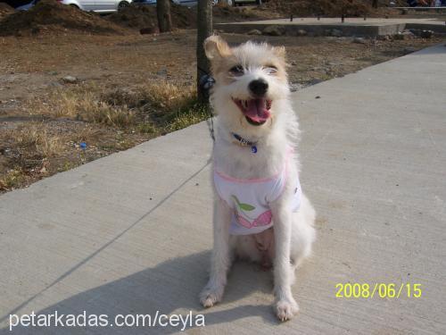 zilli Dişi Jack Russell Terrier