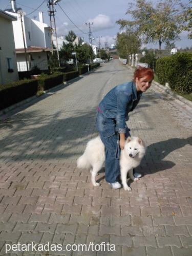 daisy Dişi Samoyed