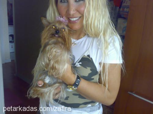 zafira Dişi Yorkshire Terrier