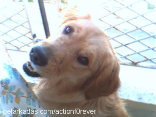 suzİ Dişi Golden Retriever