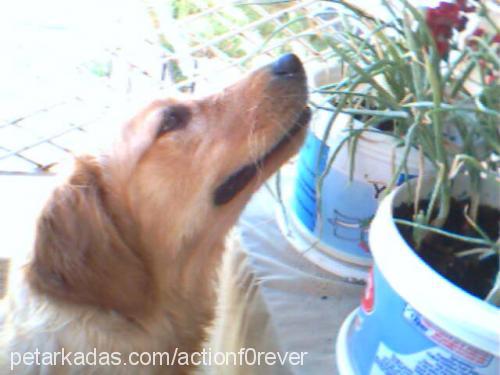 suzİ Dişi Golden Retriever