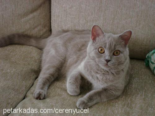 pati Dişi British Shorthair