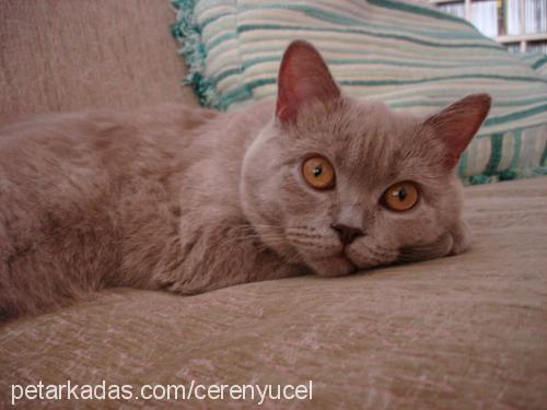 pati Dişi British Shorthair