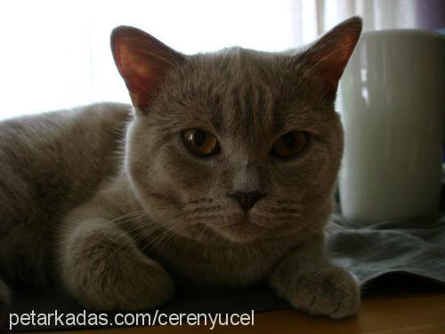 pati Dişi British Shorthair