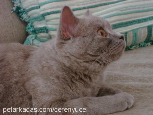 pati Dişi British Shorthair