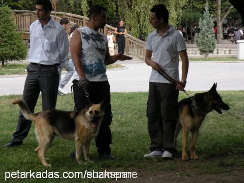 nazlı Dişi Alman Çoban Köpeği