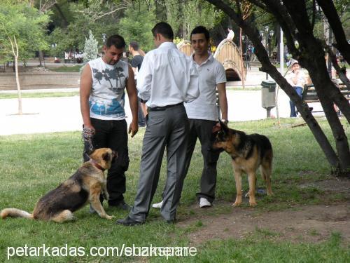 nazlı Dişi Alman Çoban Köpeği