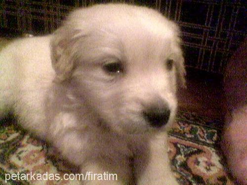 haydut Erkek Golden Retriever