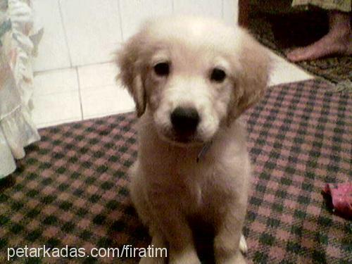 haydut Erkek Golden Retriever