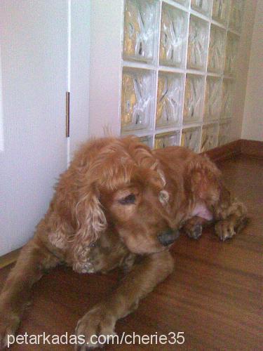 cherie Dişi İngiliz Cocker Spaniel