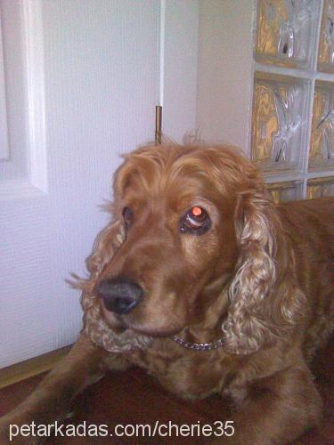 cherie Dişi İngiliz Cocker Spaniel