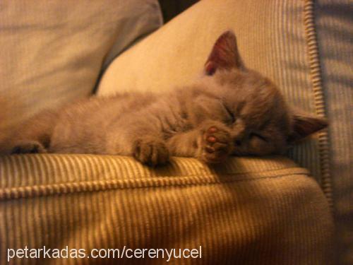 pati Dişi British Shorthair