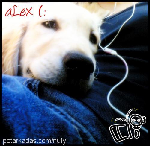 alex Erkek Golden Retriever