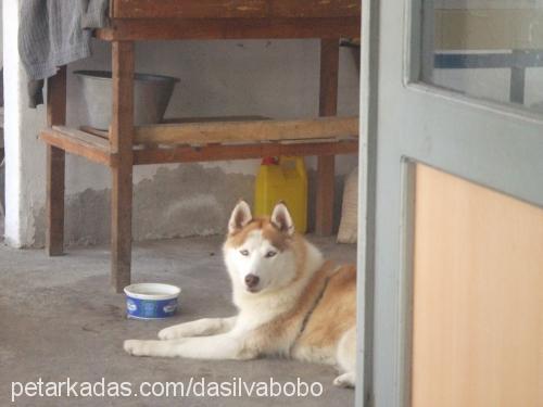 dasilvabobo Erkek Sibirya Kurdu (Husky)