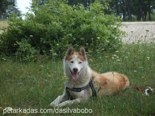 dasilvabobo Erkek Sibirya Kurdu (Husky)