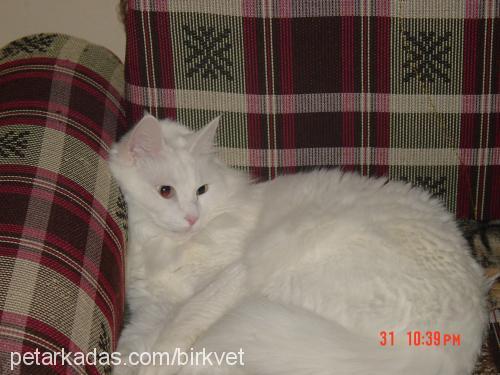 Tekir Erkek Ankara Kedisi (Angora)