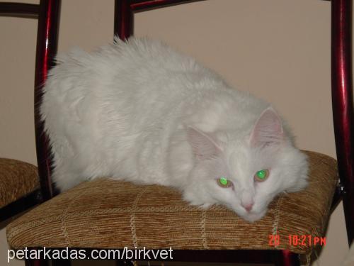 Tekir Erkek Ankara Kedisi (Angora)