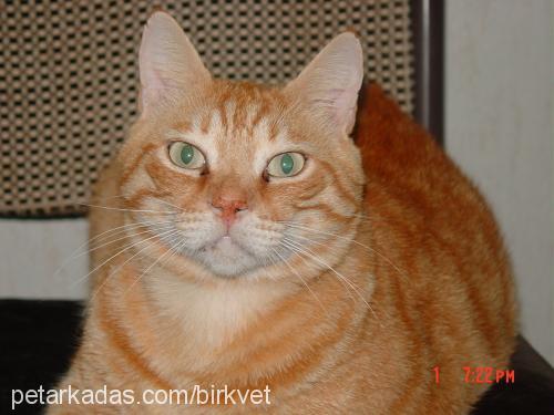 Mozart Erkek European Shorthair