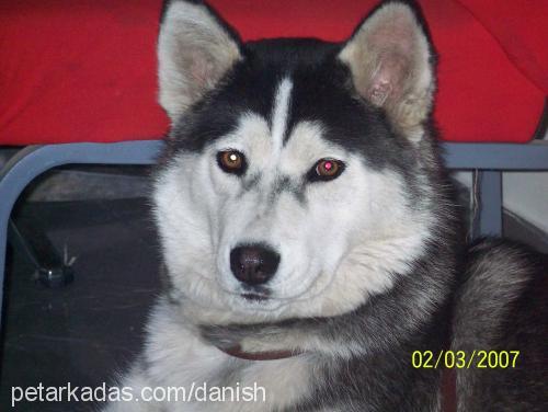 gench Dişi Alaskan Malamute