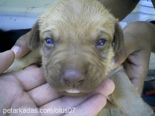 çaka Erkek Labrador Retriever