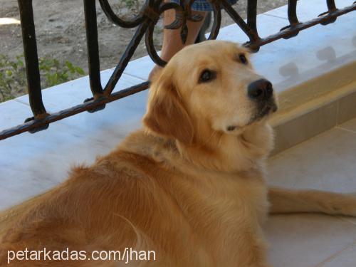 kızım Dişi Golden Retriever