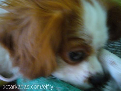 mailo Erkek Cavalier King Charles Spanieli