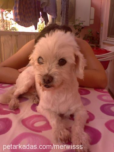 tommy Erkek West Highland White Terrier